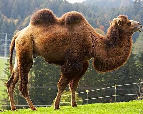 jenis hewan yang diperbolehkan untuk kurban