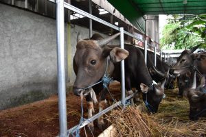 sunnah menyembelih hewan kurban