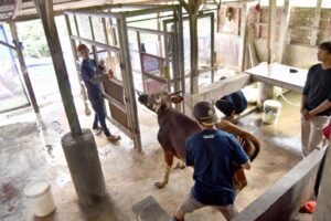 Kumpulan Tanya Jawab Seputar Qurban