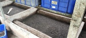 Budidaya Lele dan Maggot