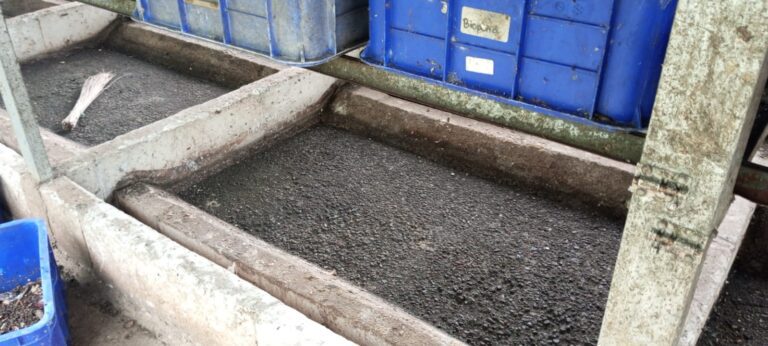 Budidaya Lele dan Maggot