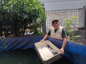 tebar bibit ikan lele