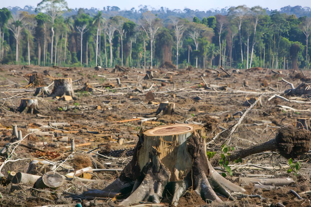 illegal logging