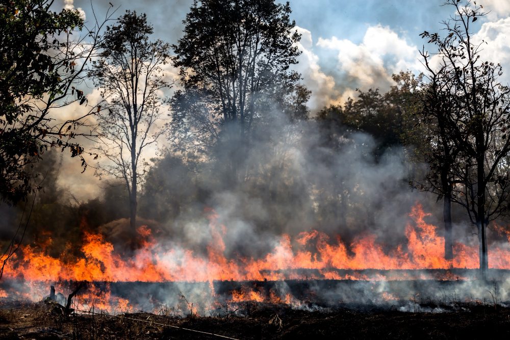 Dampak buruk Kebakaran hutan