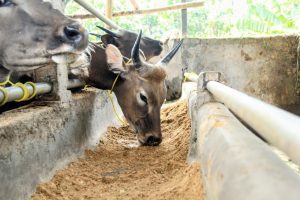 Cara menyembelih hewan kurban sesuai syariat