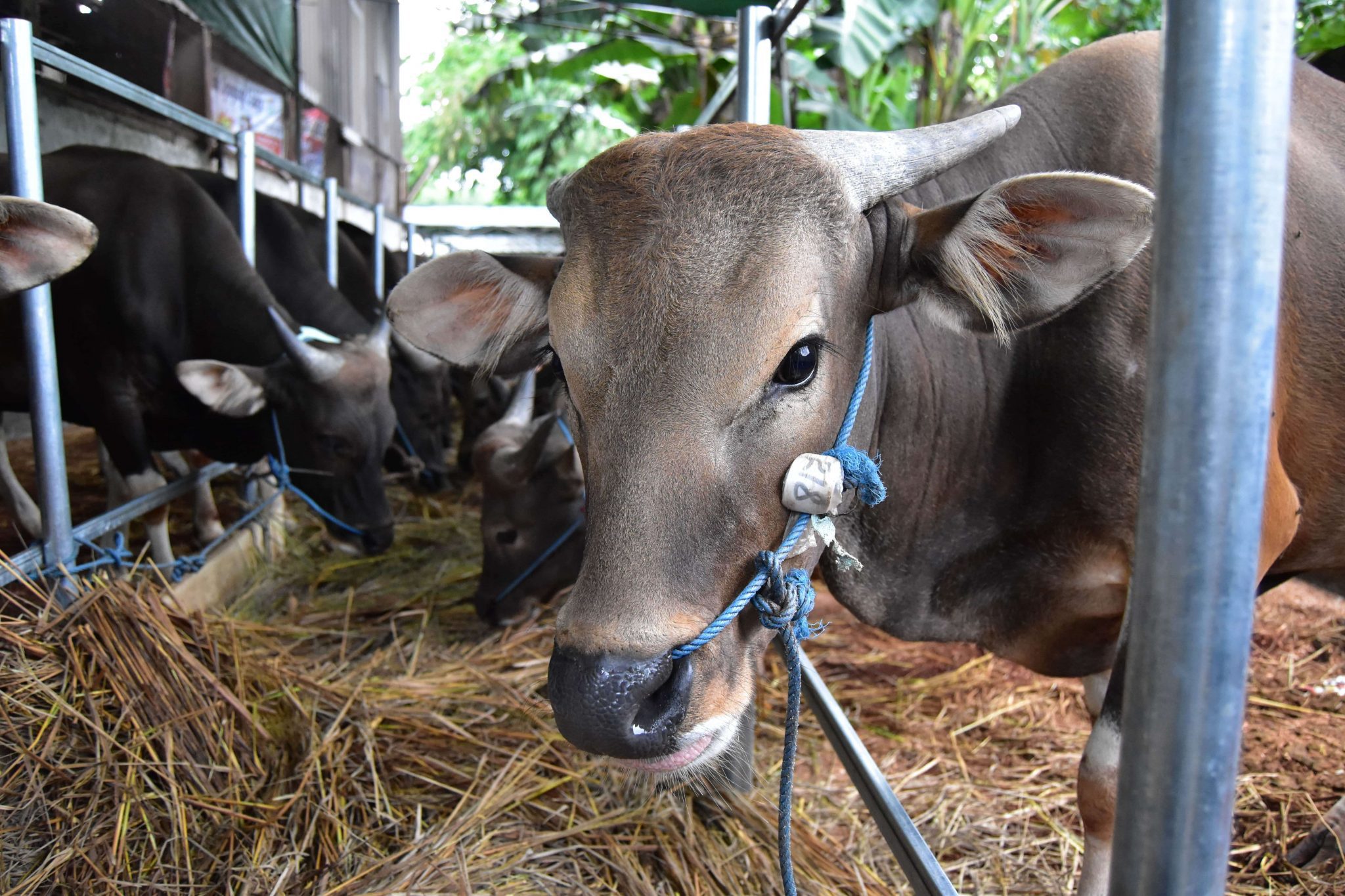 Kenapa Pilih Qurban dengan Sapi Bali? - UCare Indonesia