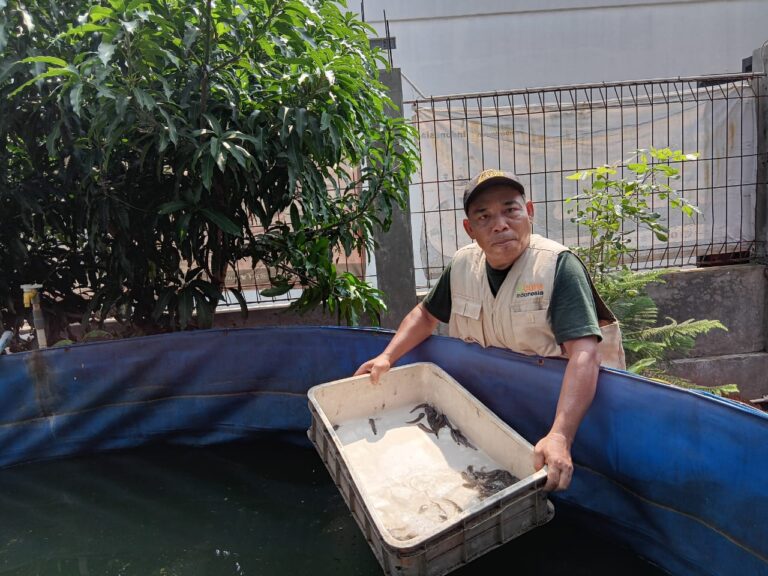 tebar bibit ikan lele