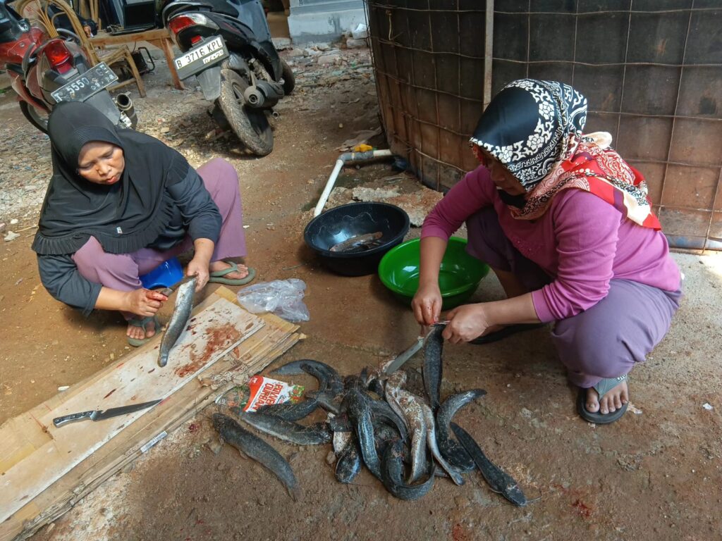 budidaya lele