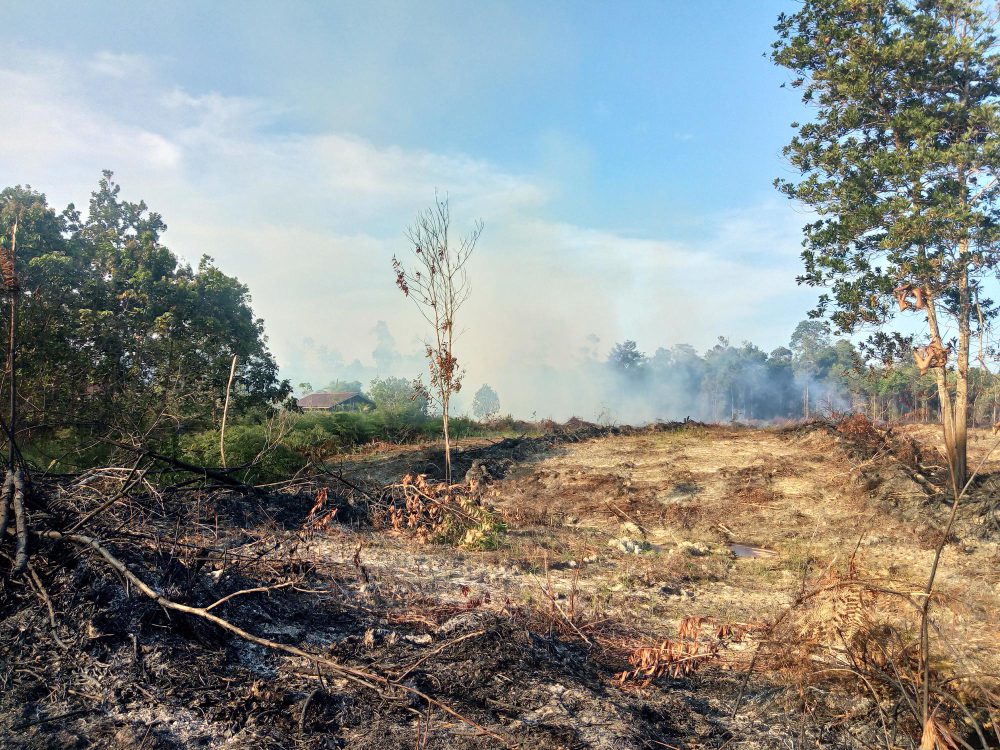 illegal logging