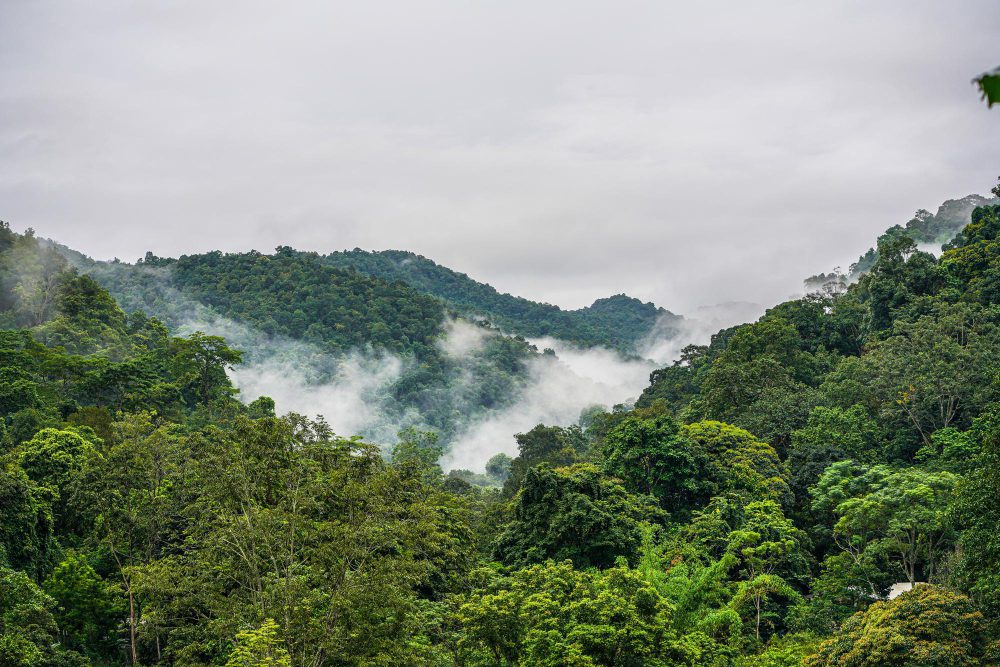 illegal logging