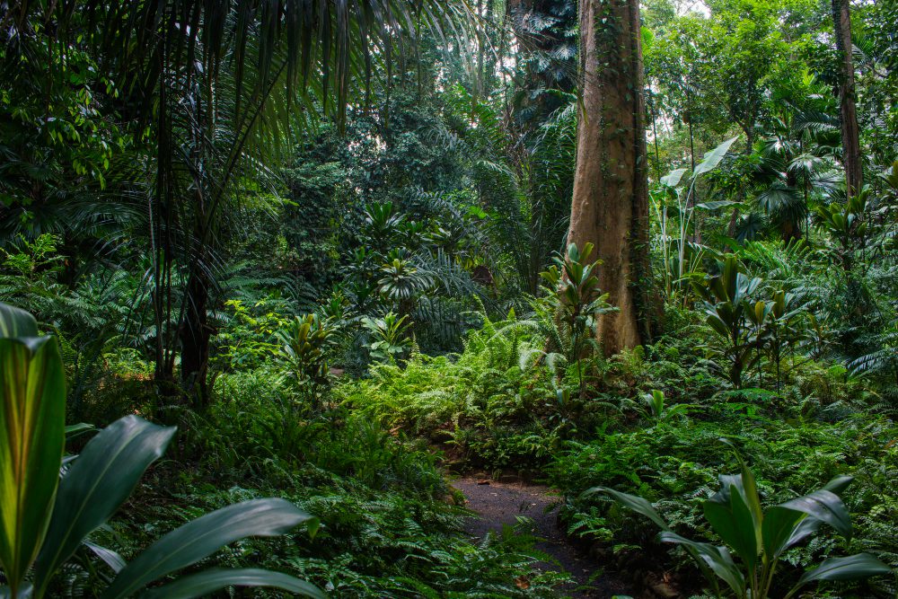 illegal logging