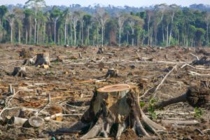 illegal logging